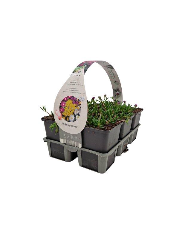 Delosperma Cooperi Pack of 6